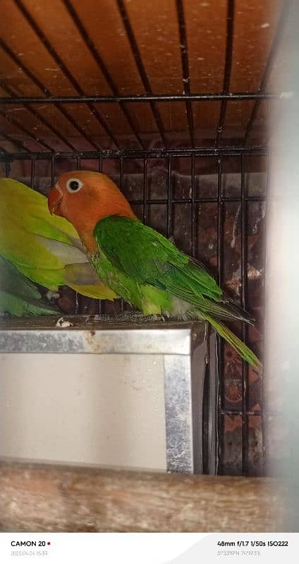 Mix love birds 0