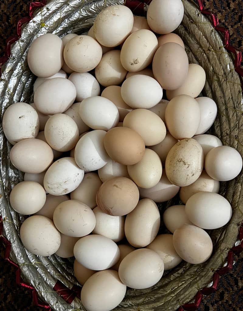 Australorp  Rhode Island  Red Plymouth  fertile eggs available in isla 0