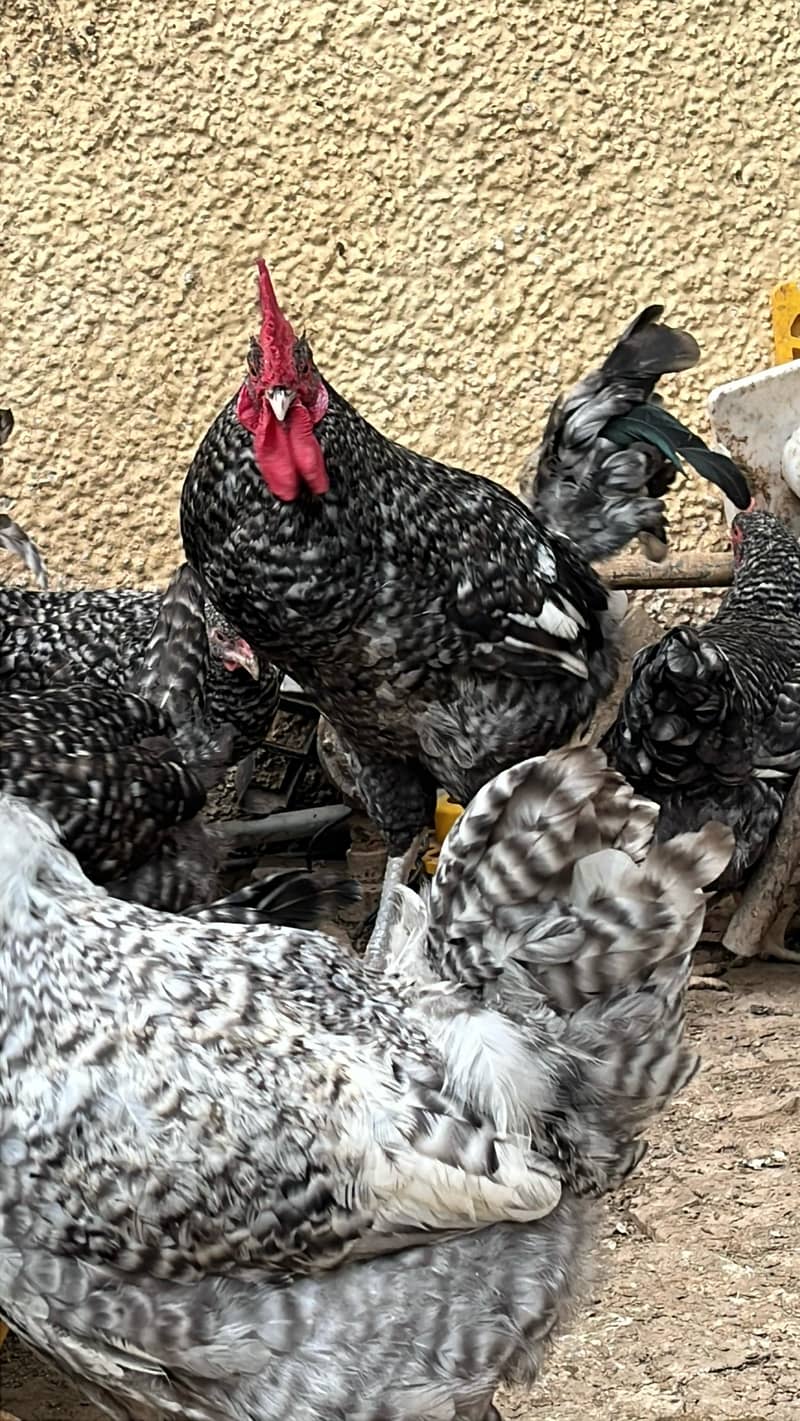 Australorp  Rhode Island  Red Plymouth  fertile eggs available in isla 1