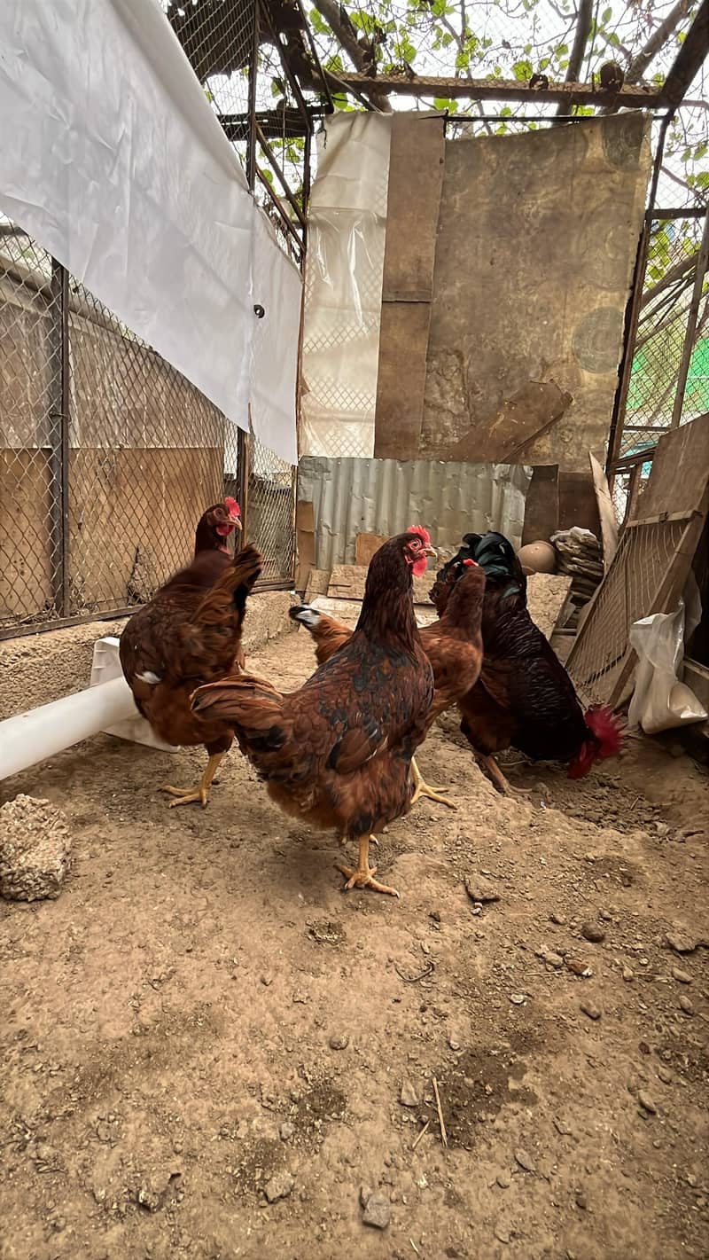 Australorp  Rhode Island  Red Plymouth  fertile eggs available in isla 2