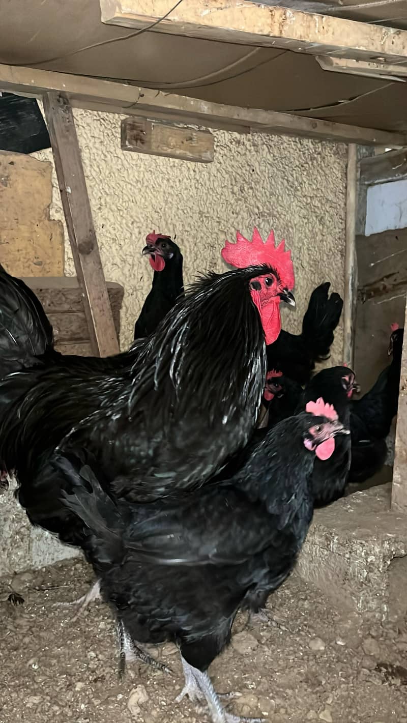 Australorp  Rhode Island  Red Plymouth  fertile eggs available in isla 3