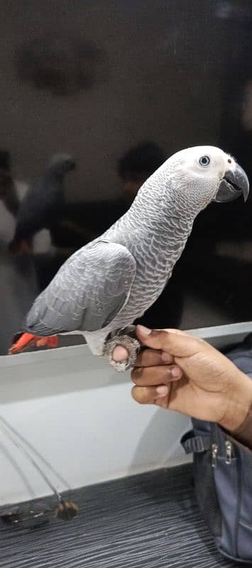 Grey parrot available 0