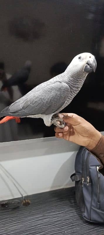 Grey parrot available 4