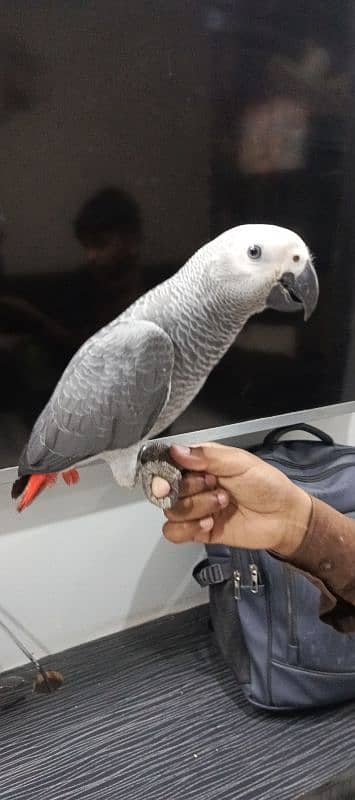 Grey parrot available 5