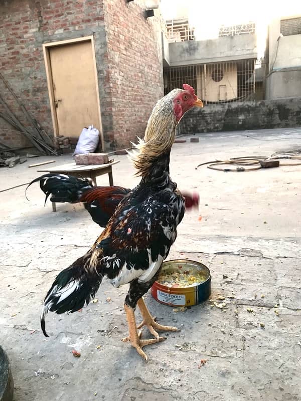 Aseel java for sale 2