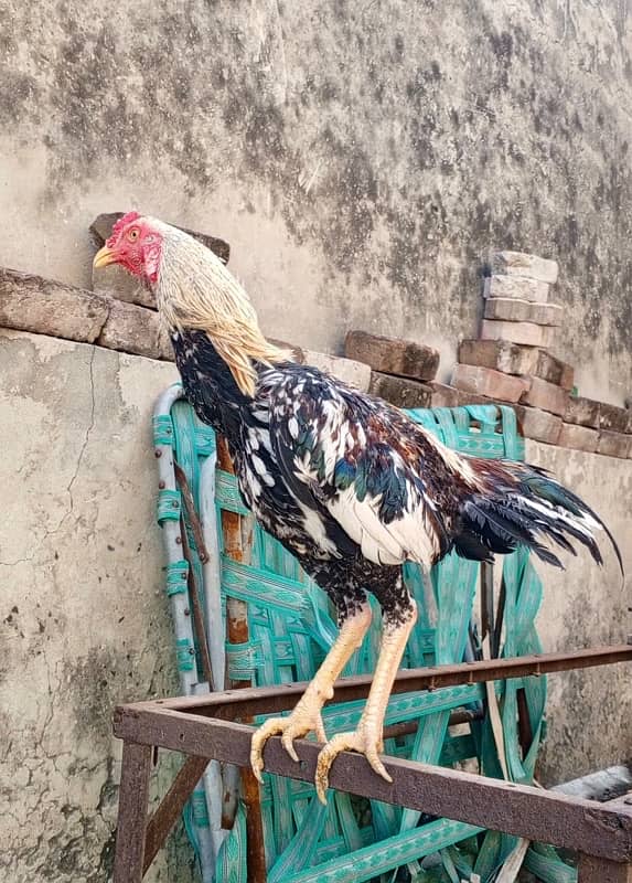 Aseel java for sale 3