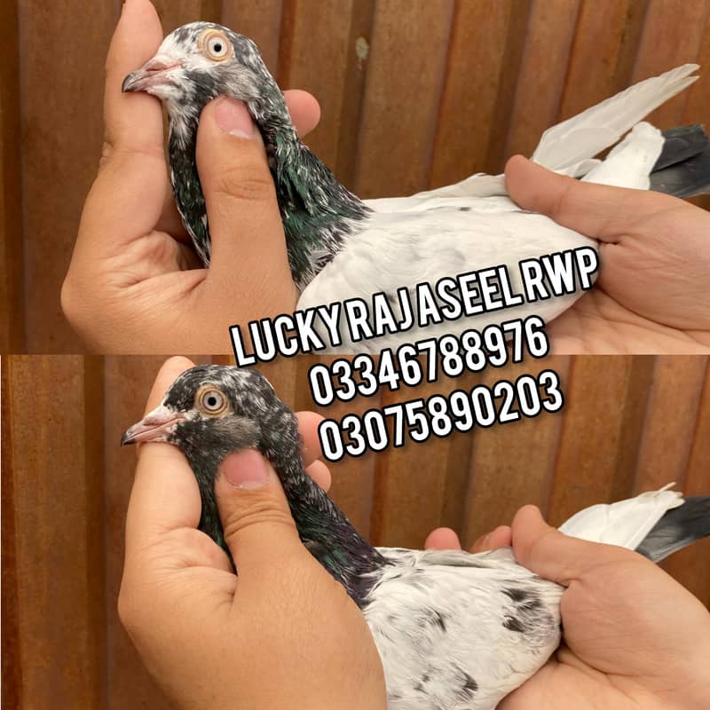 Pigions 0
