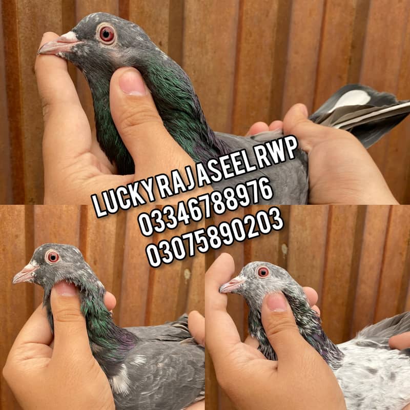Pigions 2