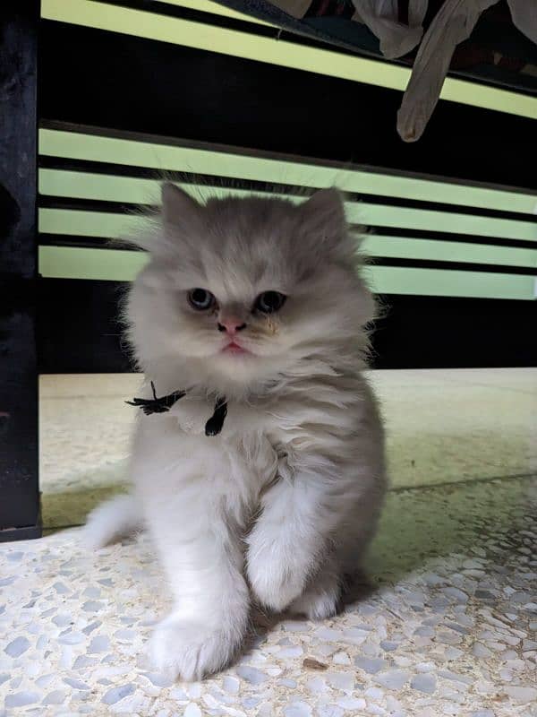 Persian Kittens 0
