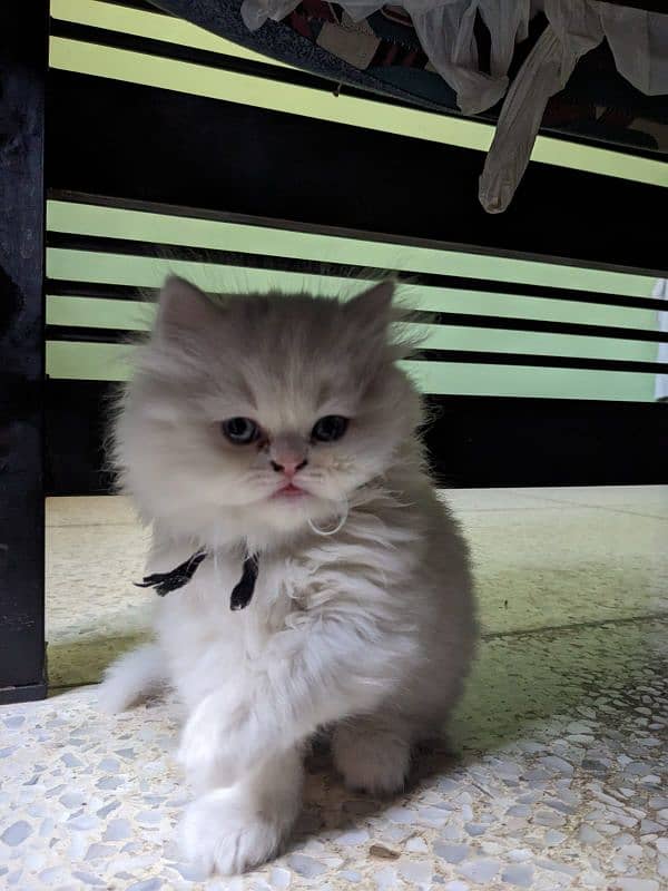 Persian Kittens 1