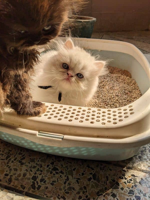Persian Kittens 2