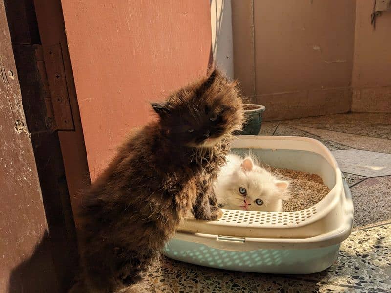 Persian Kittens 3