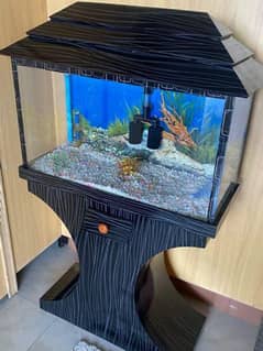 Fish aquarium
