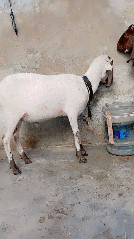 qurbani 2025 dumba 2dant 0