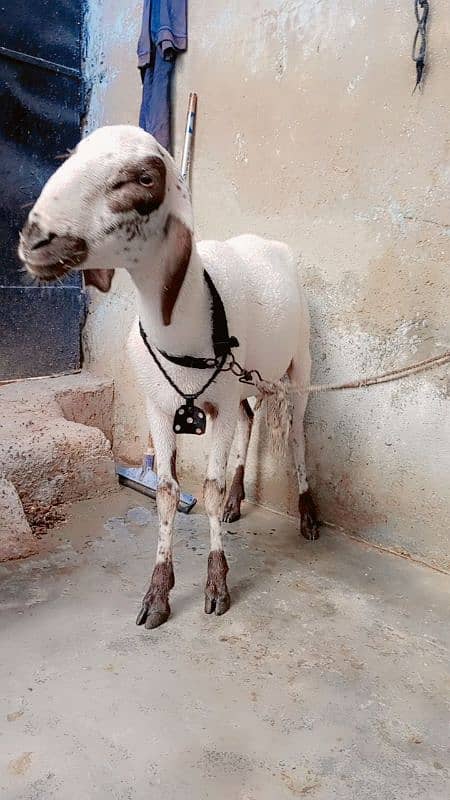 qurbani 2025 dumba 2dant 1