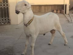 sheep male
