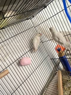 Albino