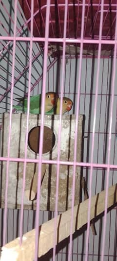 love bird for urgent sale