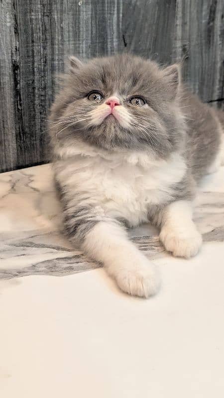 Triple Coated Persian Kitten 0