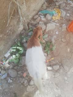 bakra
