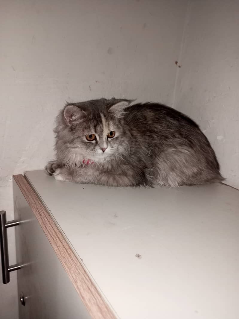 Female cat 0