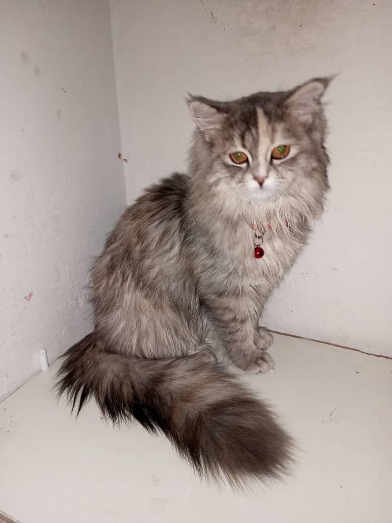 Female cat 2