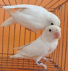 Albino black eye split red eye