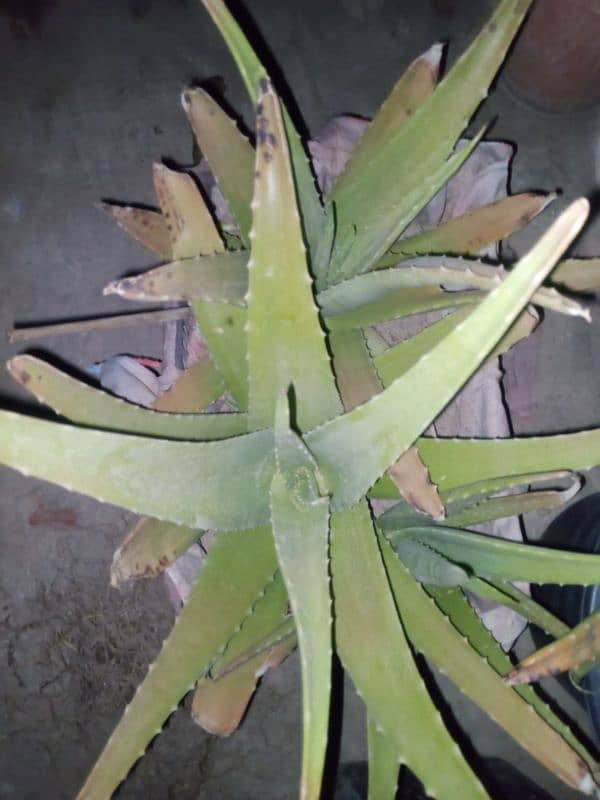 Alovera 1
