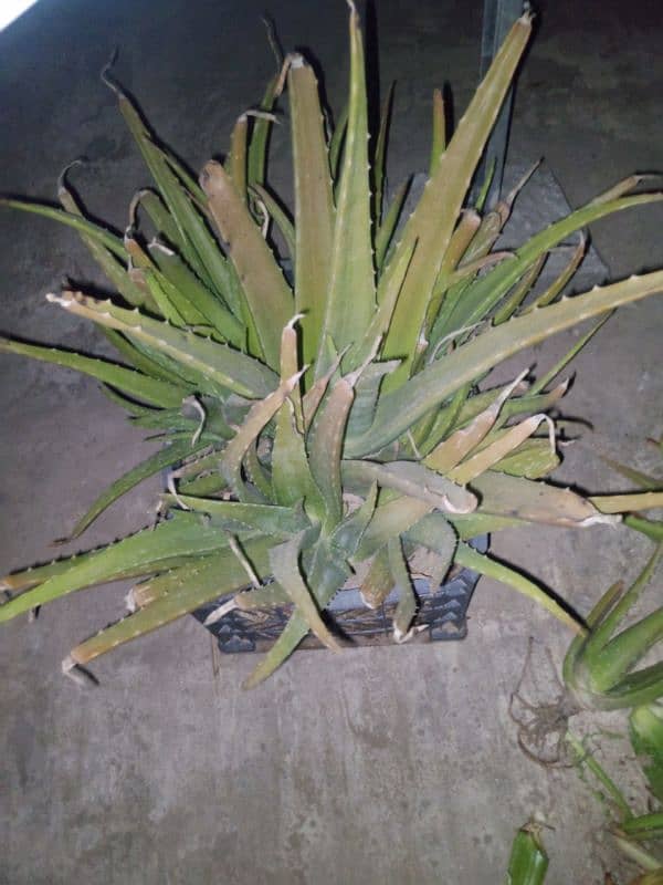 Alovera 3