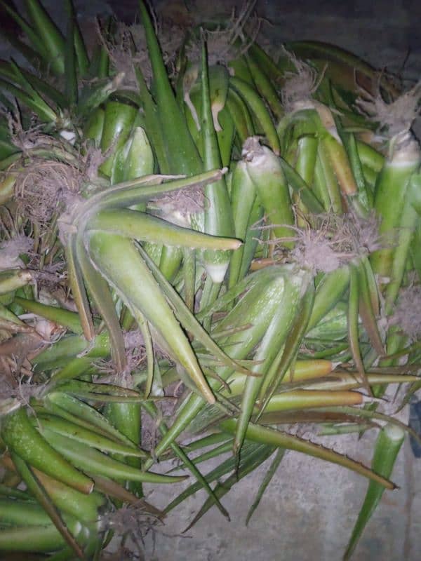 Alovera 5