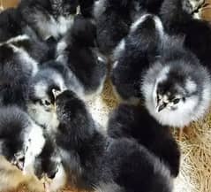 Australorp