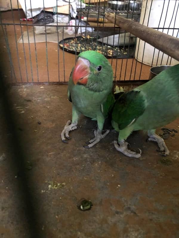 RAW Parrot Pair 0