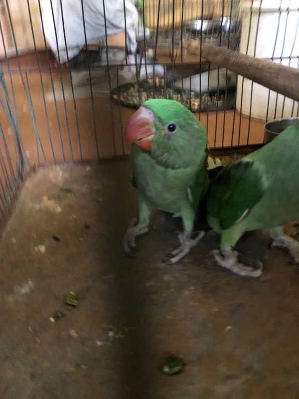 RAW Parrot Pair 1