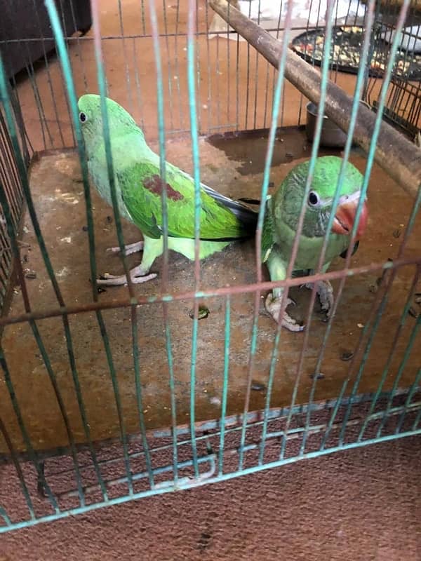 RAW Parrot Pair 2