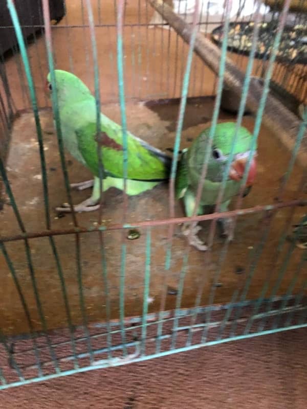 RAW Parrot Pair 3