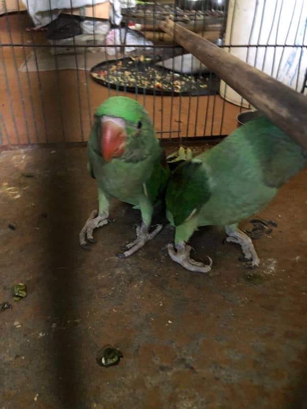 RAW Parrot Pair 5