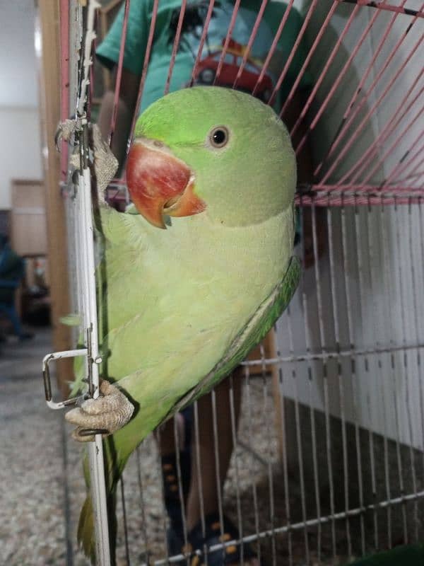 Parrot Raw 2