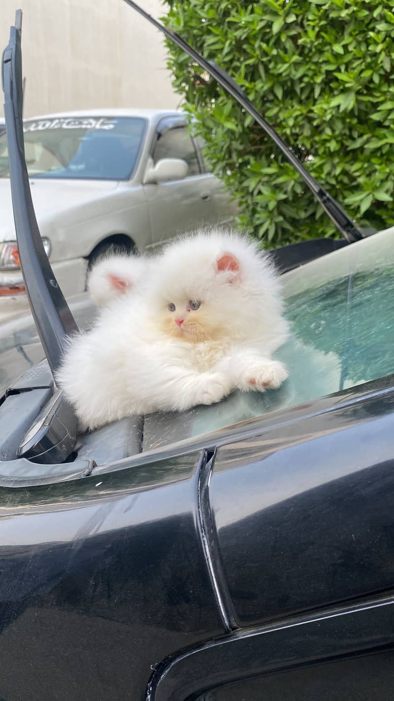 White Persian Kittens 0