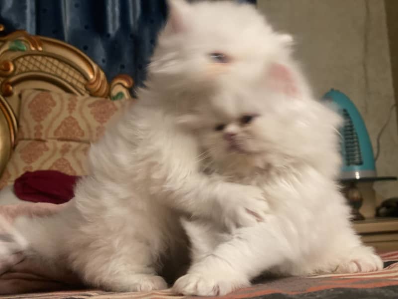 White Persian Kittens 1