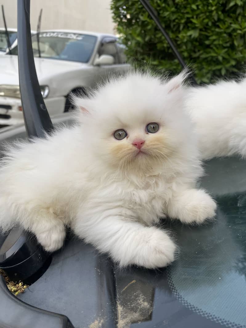 White Persian Kittens 2