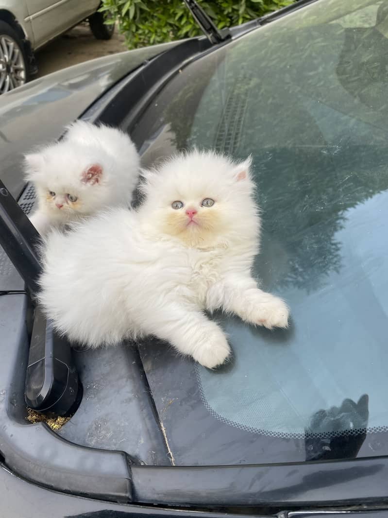 White Persian Kittens 3