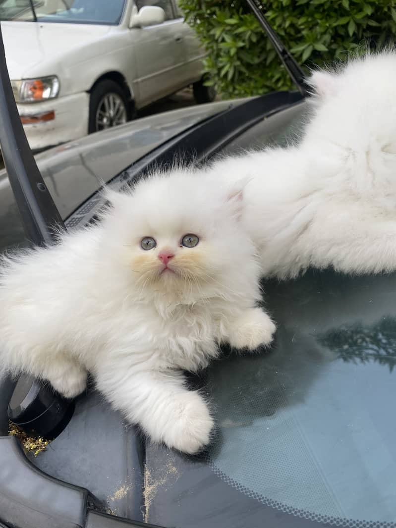 White Persian Kittens 4