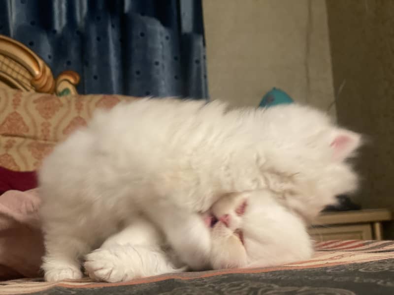 White Persian Kittens 5