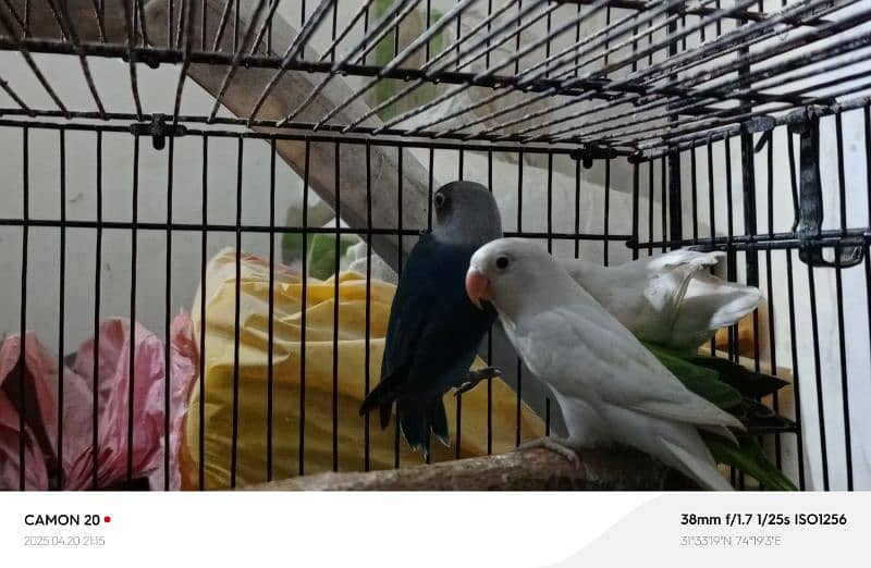 Mix love birds 2