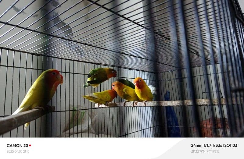 Mix love birds 3