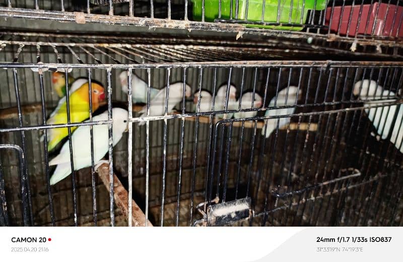 Mix love birds 5