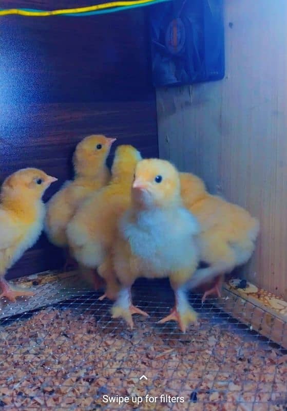 golden buff chicks 0