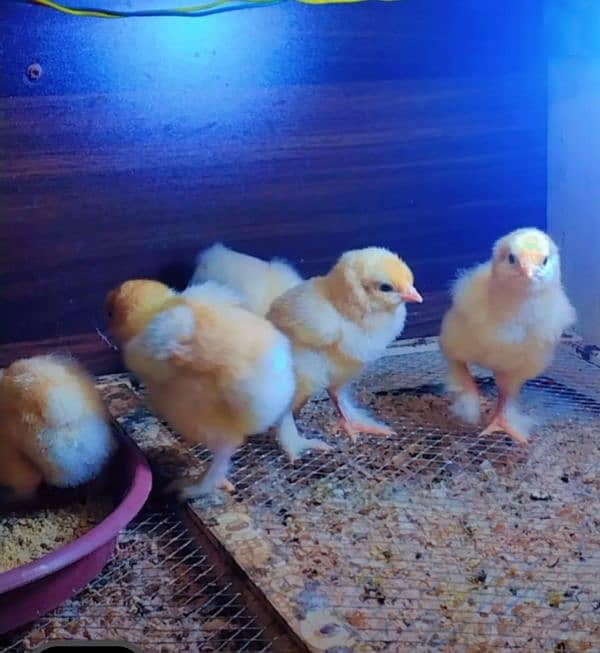 golden buff chicks 1