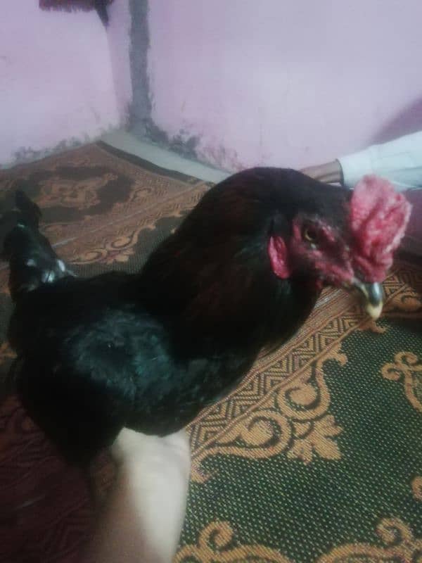 aseel bengum for sale 1