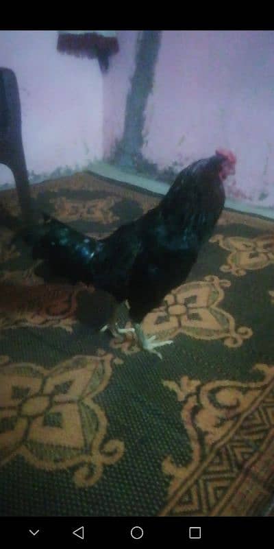 aseel bengum for sale 3
